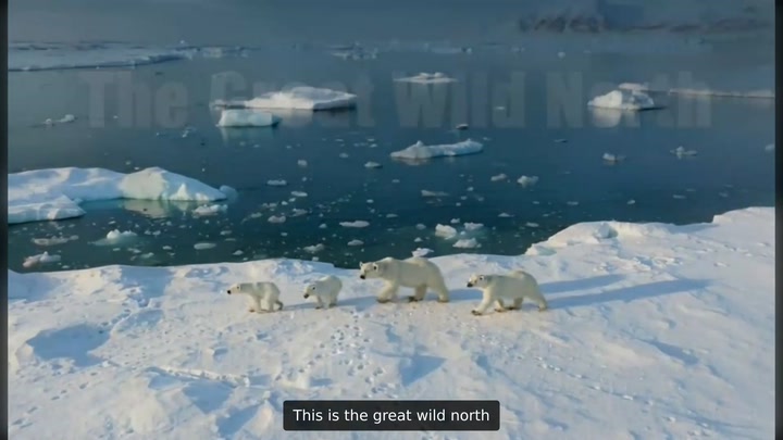  the great wild north 